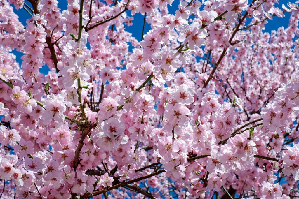 spring ksaju