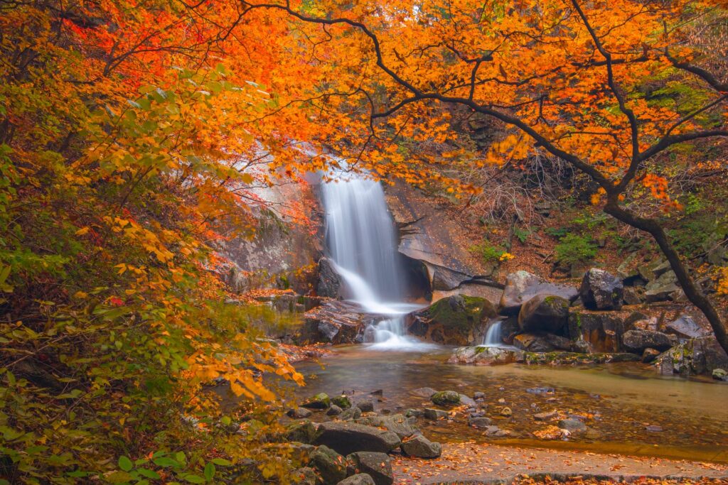 Born in Autumn autumn ksaju