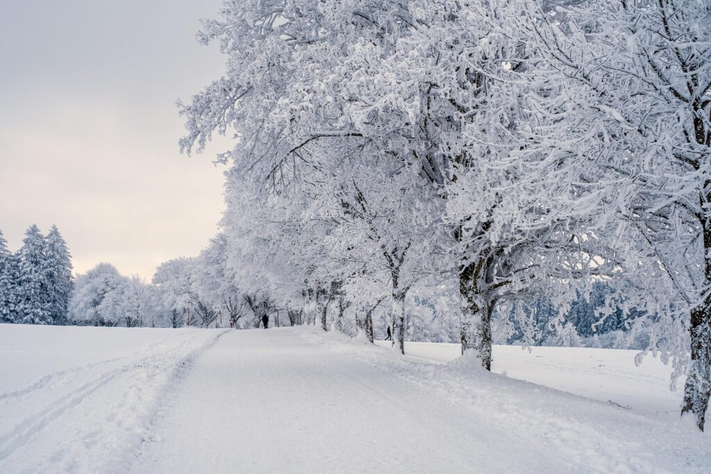 winter ksaju